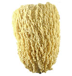 Wire Vase Sponge aka Sea Cap