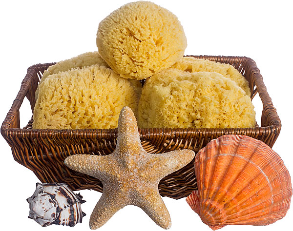 Yellow Sea Sponges for Bathing HUGE 7 to 8 inches in diameter. – Colquitt  Bath Co.