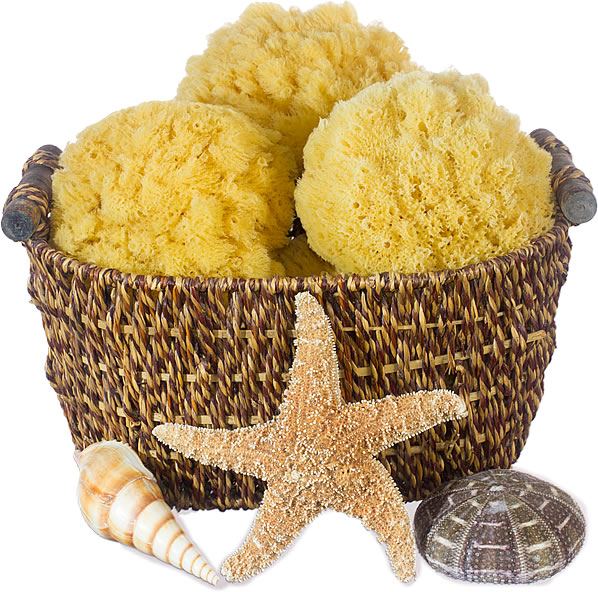 Natural Sea Sponge for Facial and Body Cleansing from Atlantic Ocean -  Hawaiian Bath & Body®