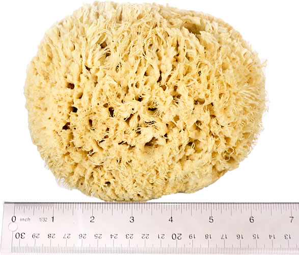 Natural Sea Wool Art Sponge: Premium Professional Grade 5-6 Unbleached