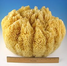 Hydréa London Natural Sea Sponge for Painting - Extra Large Sponge with  Flat Side - for Art, Professional Decorating, Texturing, Sponging,  Marbling
