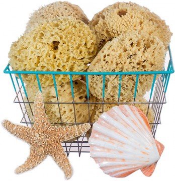 Natural Sea Wool Sponge Body Sponge Bath Sponges for Shower