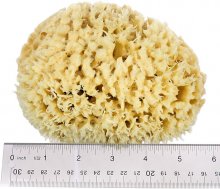 ideelz XFO Sea Sponge (Medium 5) All Natural Sea Wool Sponge