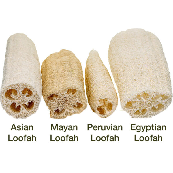 Loofah Sampler