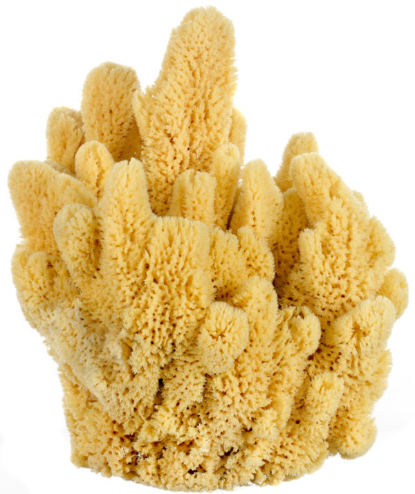 Bahamian 'Mangrove Key' Decor Sponge - Image 2