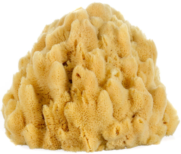 Bahamian 'Mangrove Key' Decor Sponge - Image 3