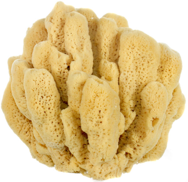 Bahamian 'Mangrove Key' Decor Sponge - Image 5