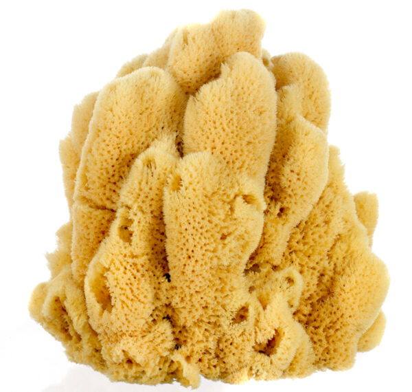 Bahamian 'Mangrove Key' Decor Sponge - Image 8