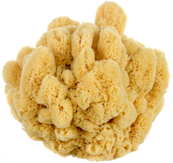 Bahamian 'Mangrove Key' Decor Sponge - Image 10