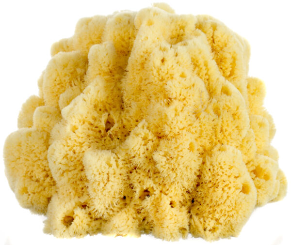 Bahamian 'Mangrove Key' Decor Sponge - Image 9