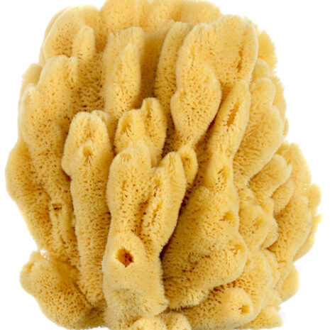 Mangrove-Key-Decor-Sea-Sponge-1200px13