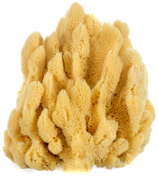 Bahamian 'Mangrove Key' Decor Sponge - Image 7