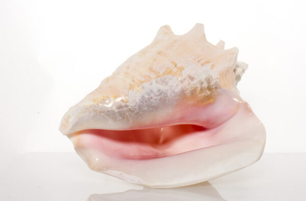 Slit-Back Pink Conch Shell 8"- 9" By SeaSationals - Image 2