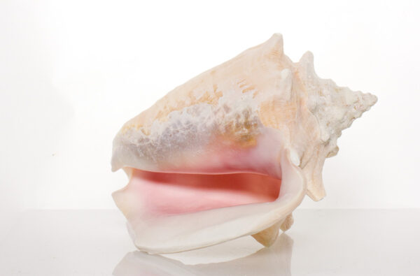 Slit-Back Pink Conch Shell 8"- 9" By SeaSationals - Image 4