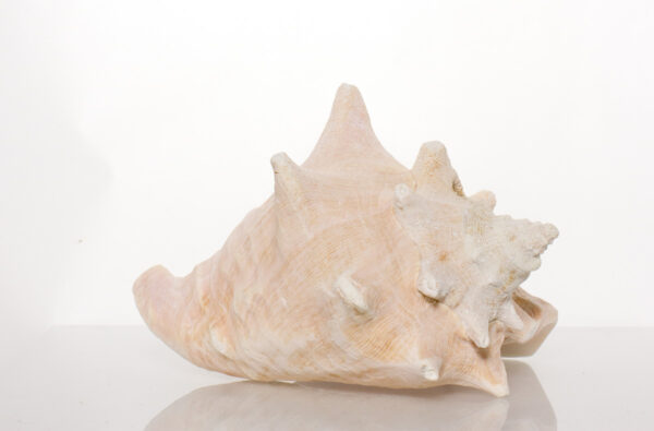 Slit-Back Pink Conch Shell 8"- 9" By SeaSationals - Image 3