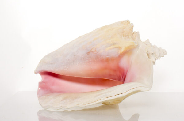 Slit-Back Pink Conch Shell 8"- 9" By SeaSationals - Image 5