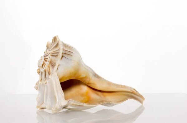 Florida Lightening Whelk  7-8" By SeaSationals