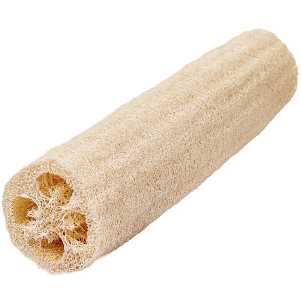 Common Asian Loofah