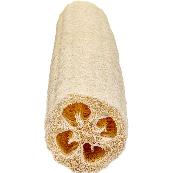 Common Loofah imported from South-East Asia - Image 4