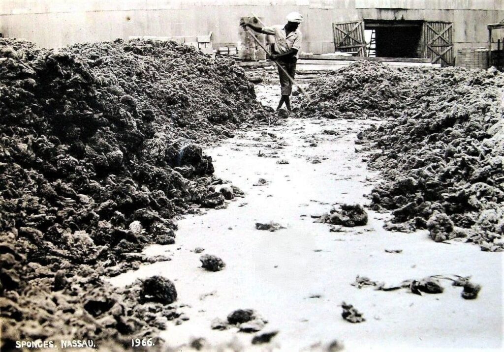 sweeping up sea sponge clippings
