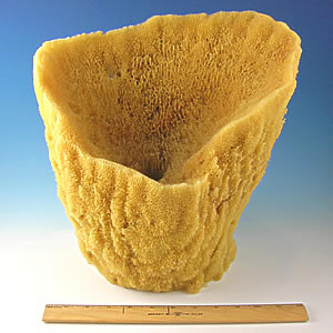 Vase Sponge, Jumbo