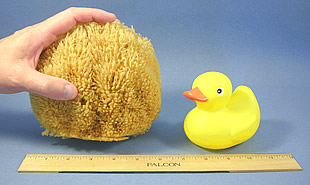 Caribbean Grass Exfoliating Bath Sponges large - 6.5" to 7"