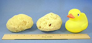 Caribbean Silk Sponge cut, Extra large
