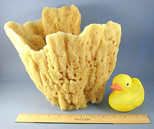 Vase Sponge, extra large