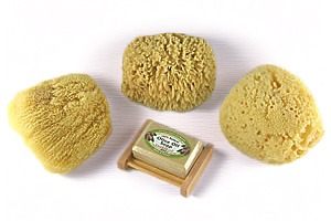 Sea sponge sampler 5"to6"