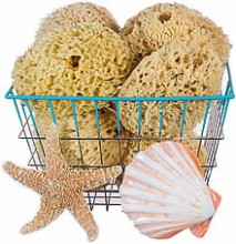 Natural Sea Sponges